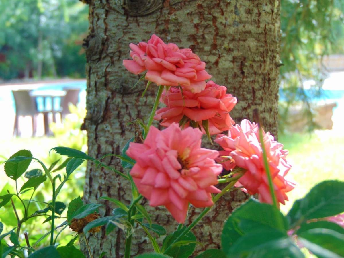 Casale Rurale Bed & Breakfast San Marco Evangelista ภายนอก รูปภาพ